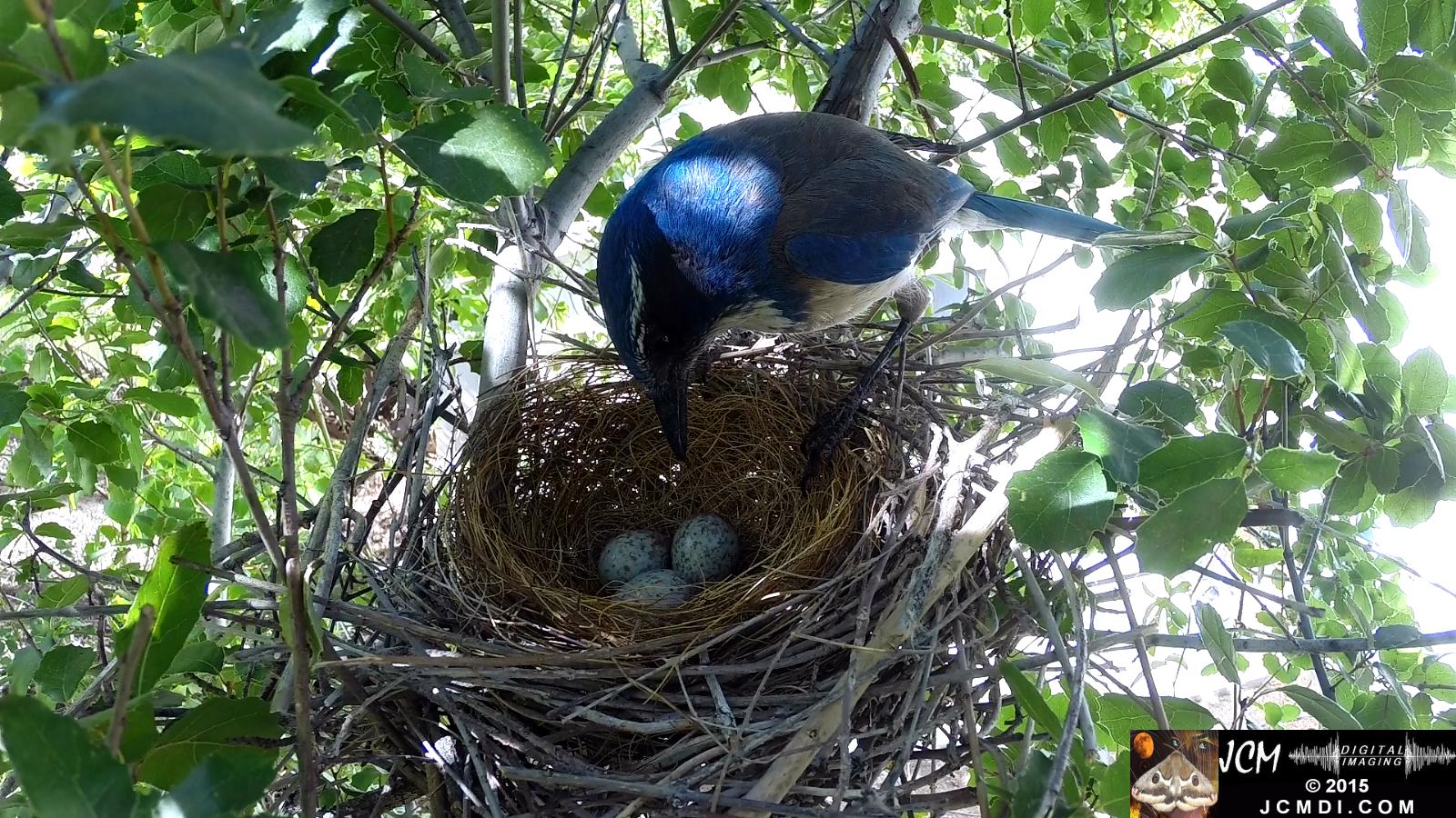 Scrub Jay female stands on nest inspects eggs